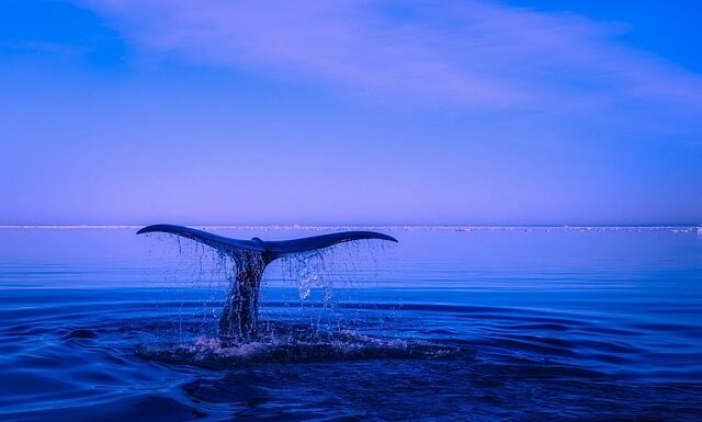 Kto zawiadamia o naruszeniu dyscypliny finansów publicznych? Kto zawiadamia o naruszeniu dyscypliny finansów publicznych?