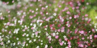 Ile kosztuje certyfikacja ISO 14001?