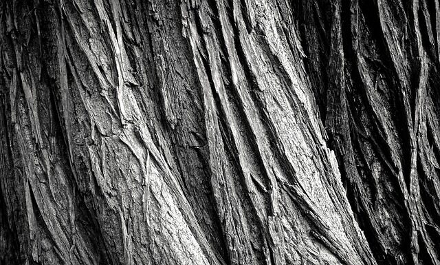 Czy można wpisać do CV pracę na czarno?