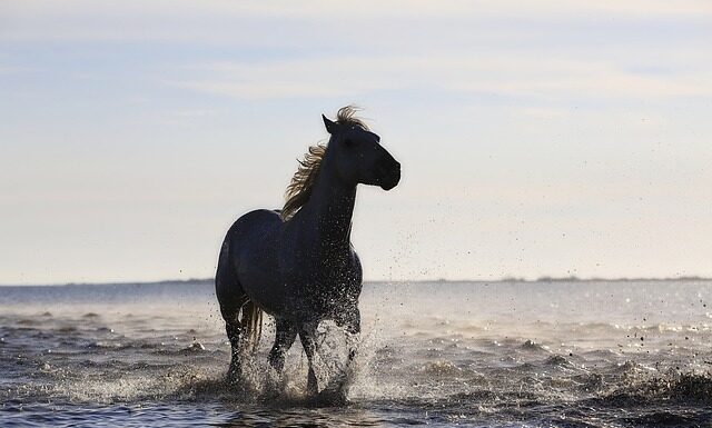 Na co ukierunkowane są standardy akredytacyjne?