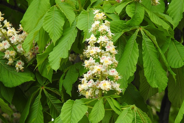 Czy C2 zwalnia z matury? Czy C2 zwalnia z matury?