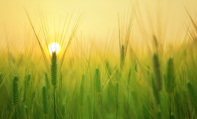 Jak udowodnić że prowadzi się osobne gospodarstwo domowe?